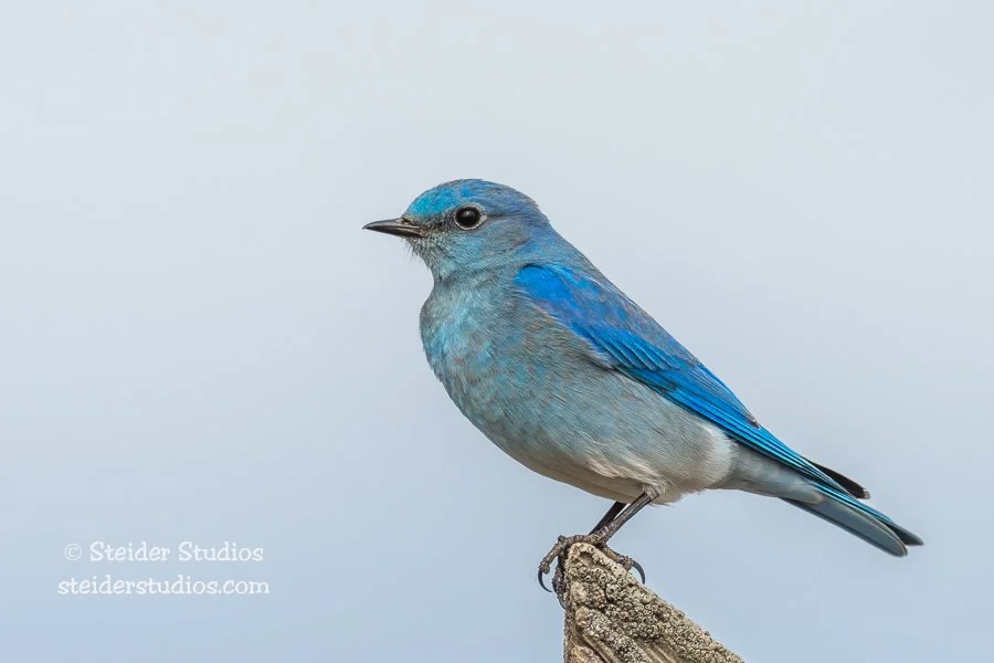 Steider Studios.Mountain Bluebird.3.6.20-4.jpg