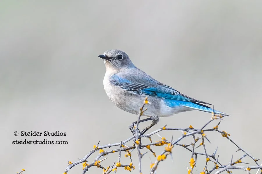 Steider Studios.Mountain Bluebird.4.14.18.jpg