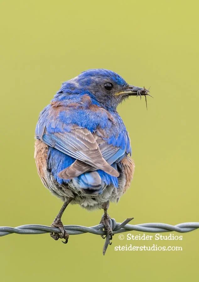 Steider Studios.Western Bluebird.6.1.17.jpg
