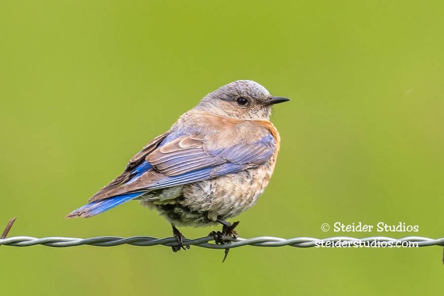 Steider Studios.Western Bluebird.5.26.19-2.jpg