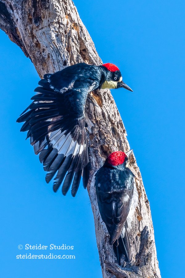 Steider Studios.Acorn Woodpecker.2.10.22.jpg