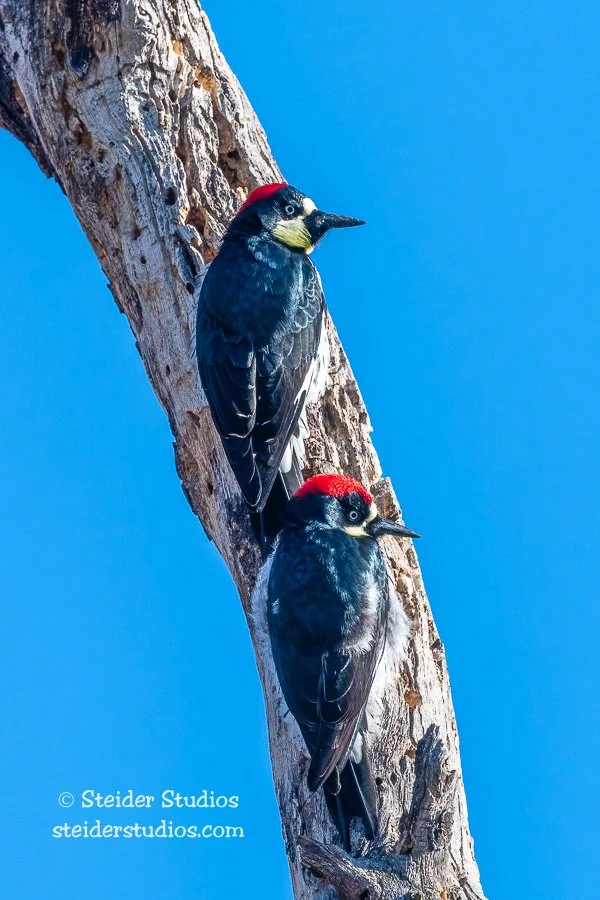 Steider Studios.Acorn Woodpecker.2.10.22-3.jpg