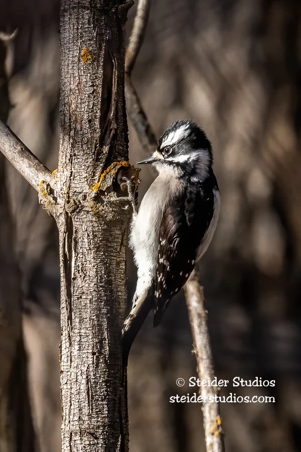 Steider Studios.4.Action.2.14.20.jpg