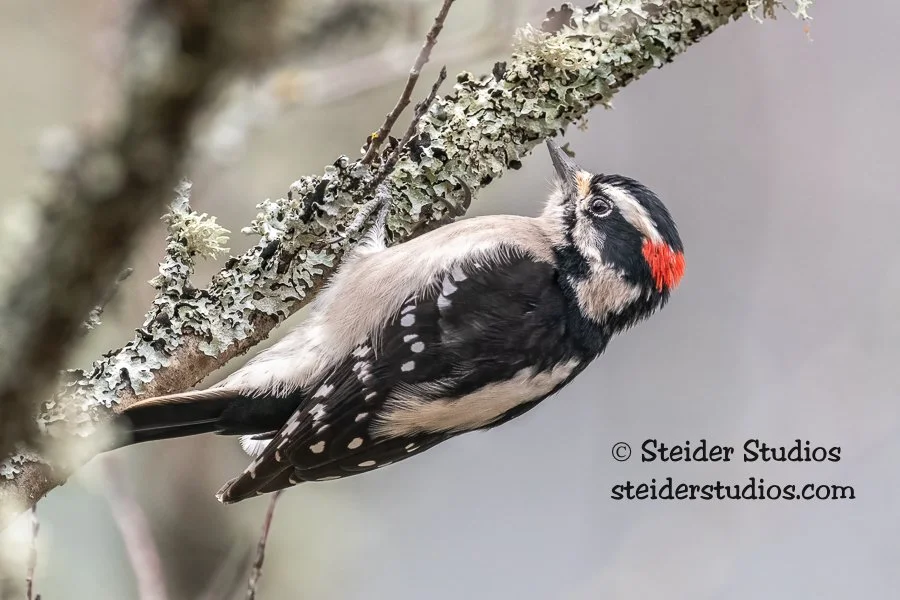 Steider Studios.4.Downy.4.29.19.jpg