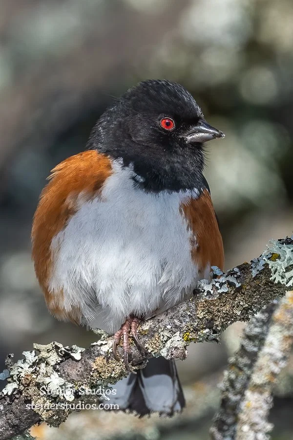 Steider Studios.Spotted Towhee.1.1.22.jpg