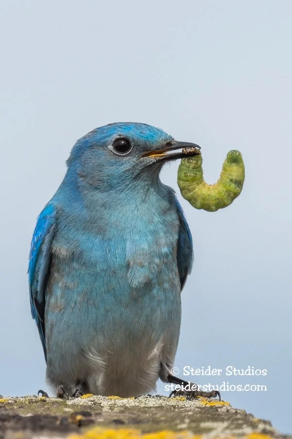 Steider Studios.Mountain Bluebird.3.6.20-1.jpg