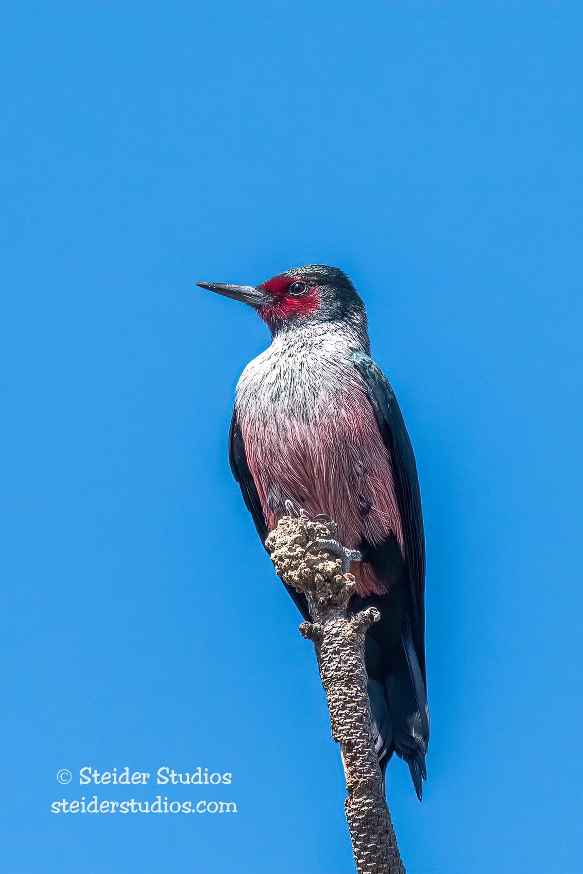 Steider Studios.Lewis's Woodpecker.4.7.22-2.jpg