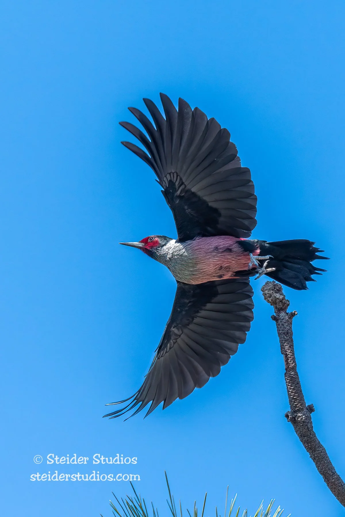 Steider Studios.Lewis's Woodpecker.4.7.22-3.jpg