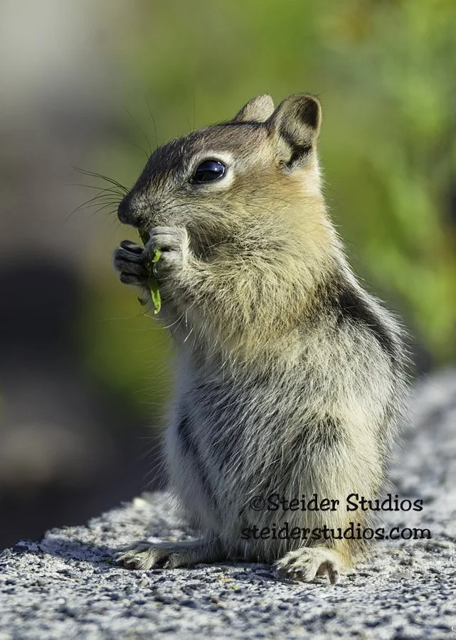 Steider Studios.Chipmunk.Laurance Lake.7.5.15.jpg