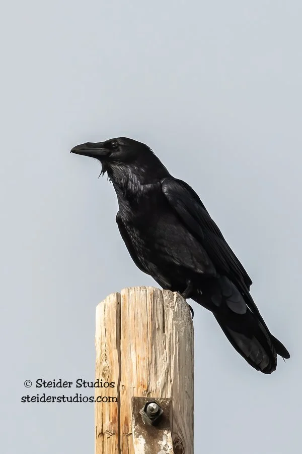 Steider Studios.Raven.2.9.21.jpg