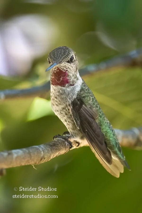 Steider Studios.Anna's Hummingbird.8.25.22-2.jpg
