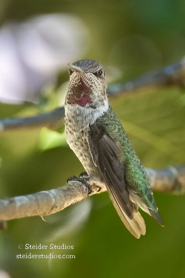 Steider Studios.Anna's Hummingbird.8.25.22.jpg
