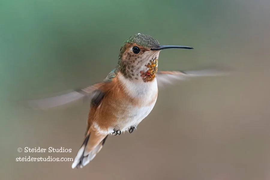 Steider Studios.Rufous Hummingbird.4.17.22-3.jpg