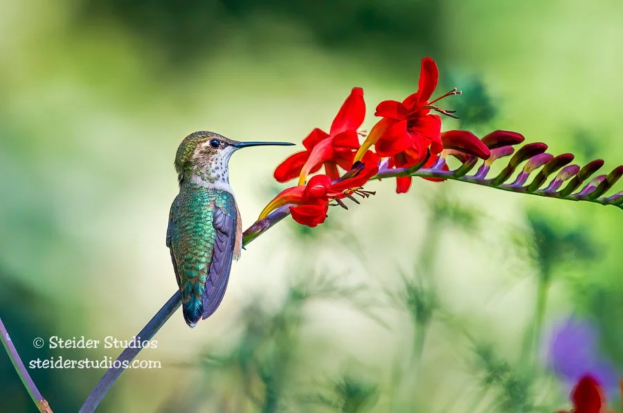 SteiderStudios.Rufous Hummingbird.7.15.13.jpg