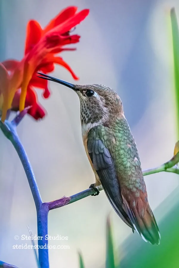 SteiderStudios.Rufous Hummingbird.7.15.18.jpg