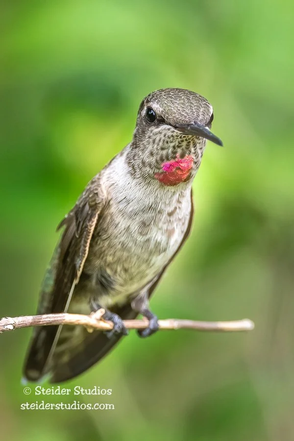 SteiderStudios.Anna's Hummingbird.6.23.20.jpg