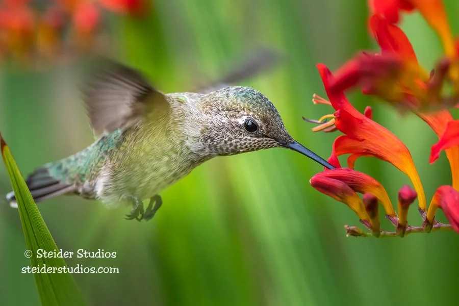 SteiderStudios.Hummingbird.7.29.20.jpg