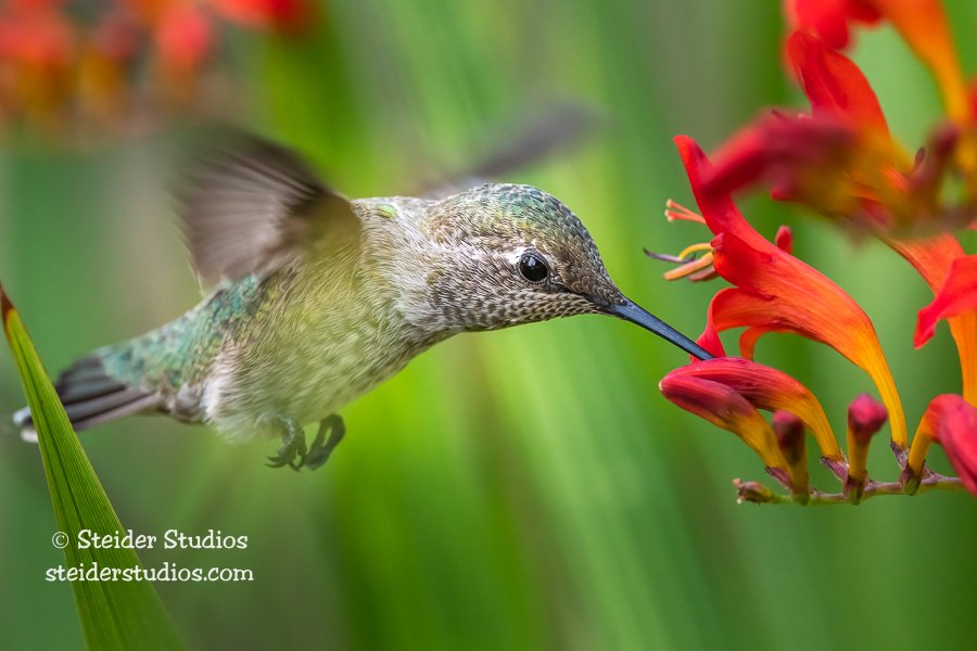 Bright Green Hummingbirds