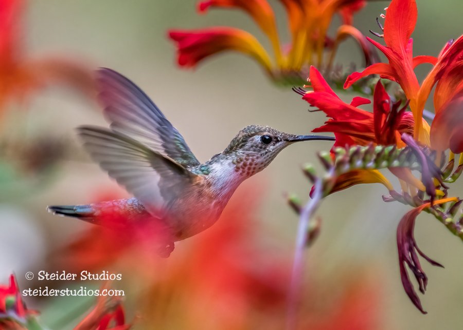 SteiderStudios.Rufous Hummingbird.8.6.17-4.jpg