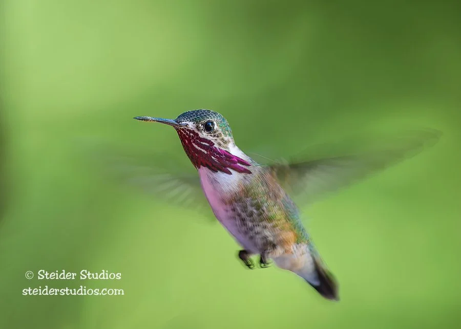 SteiderStudios.Caliope Hummingbird.5.2.13.jpg