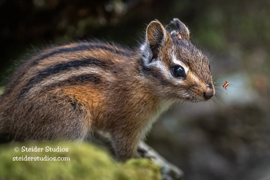 SteiderStudios.5.Chipmunk.Portrait.7.9.19.jpg