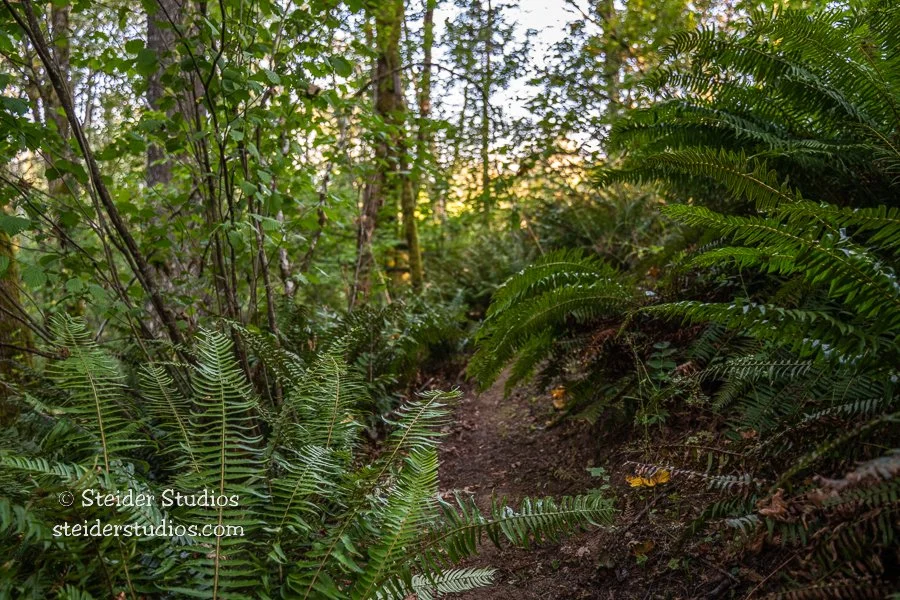 Steider Studios.Hike with CLT.10.13.22-5.jpg
