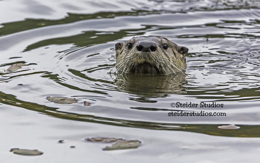 Steider Studios.River Otter.11.16.15-2.jpg