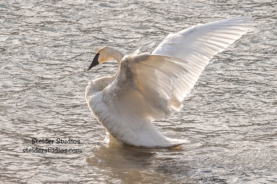Steider Studios.Swan.12.27.20.jpg
