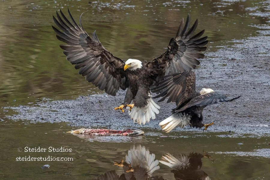 Steider Studios.Bald Eagle.11.25.21 copy.jpg