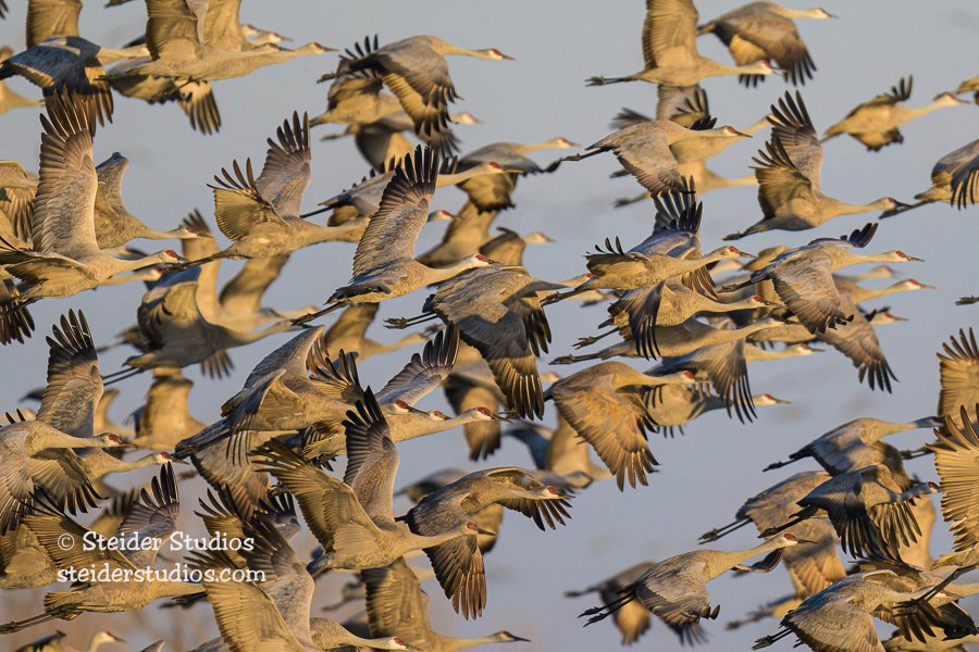 Steider Studios.CraneGroup in Flight.3.22.23.jpg