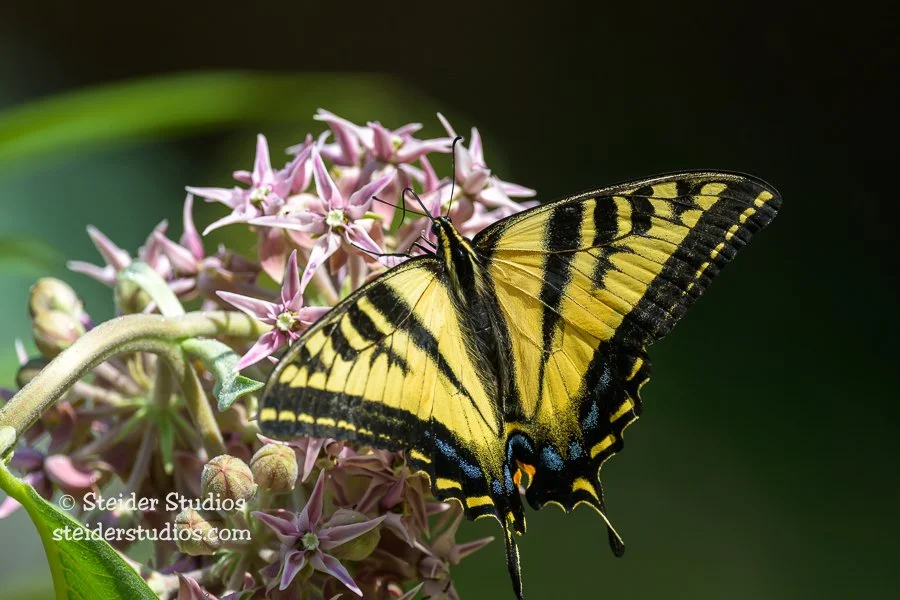 Steider Studios.Swallowtail.7.3.23-2.jpg