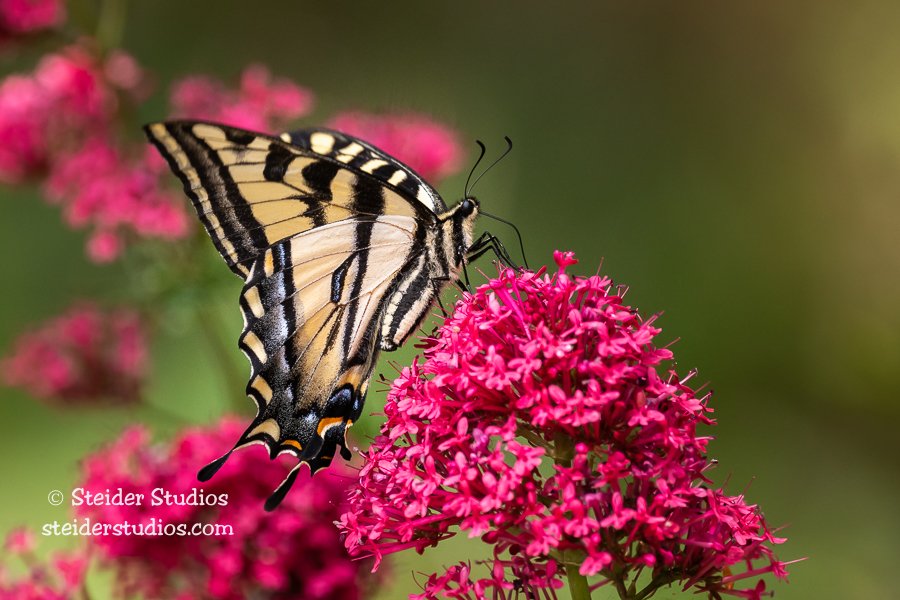 Steider Studios.Swallowtail on Jupiter's Beard.6.12.21.jpg