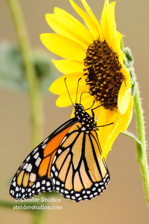 Steider Studios.Monarch.9.7.17-3.jpg