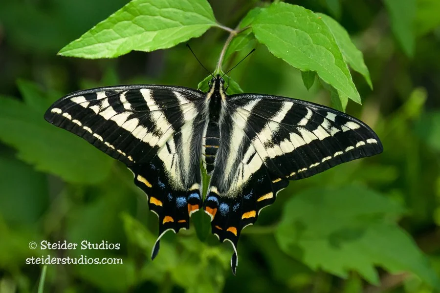 Steider Studios.Swallowtail.5.18.23.jpg