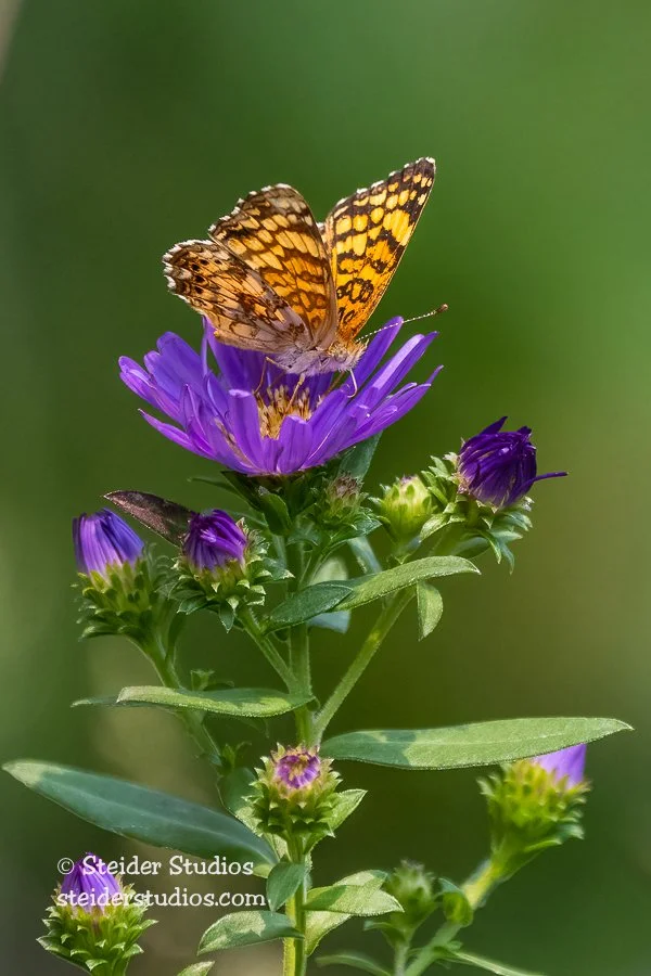 Steider Studios.Butterfly.9.11.22.jpg