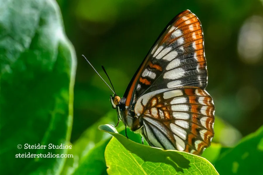 Steider Studios.Lorquin's Admiral.6.22.23.jpg