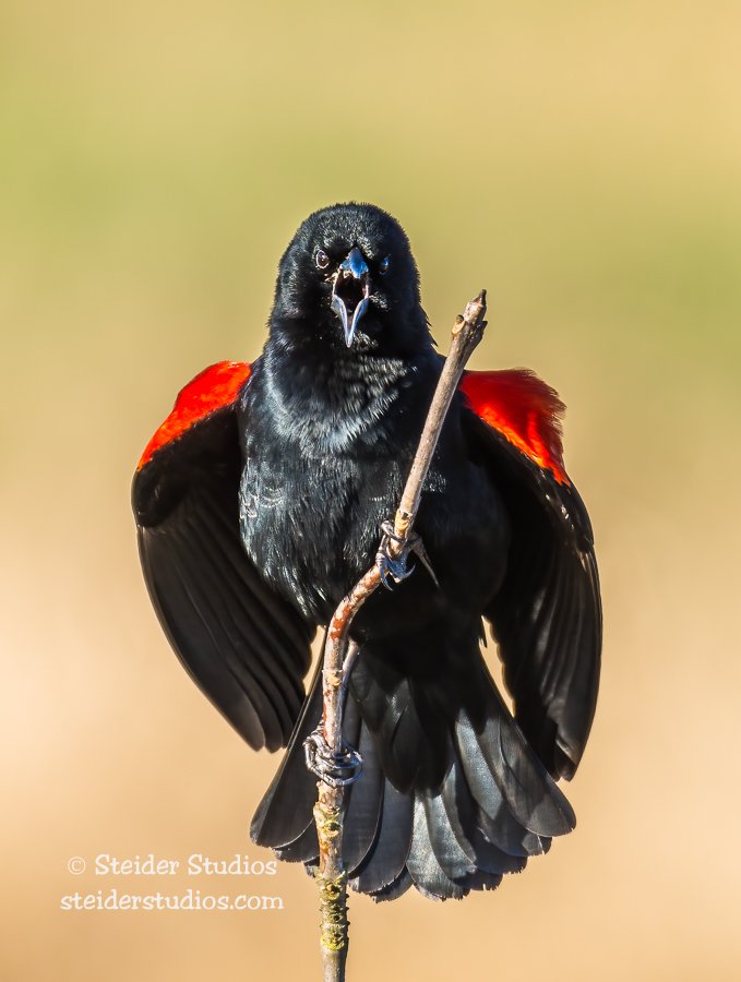Red-winged Blackbird Singing For A Mate — Steider Studios, 51% OFF