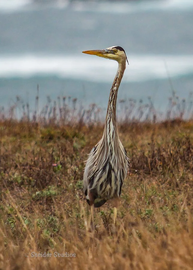 Steider Studios.Heron.2.8.14.jpg