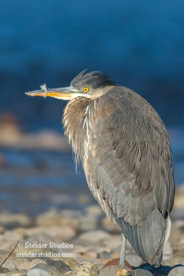 Steider Studios.Great Blue Heron.1.1.15.jpg