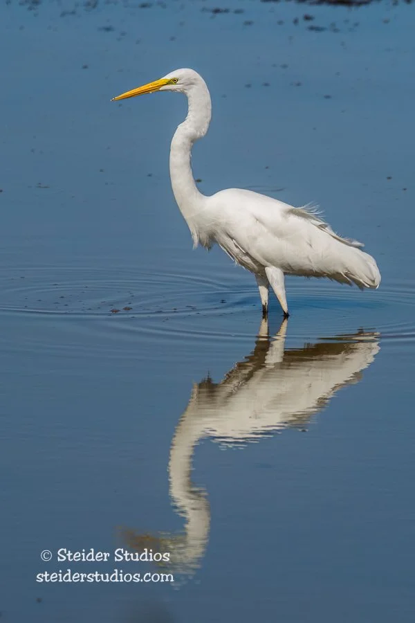 Steider Studios.Great Egret.9.30.16.jpg