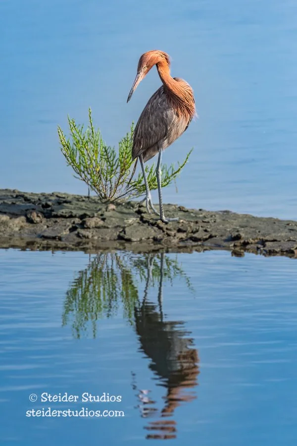Steider Studios.Reddish Egret.8.10.19-3.jpg