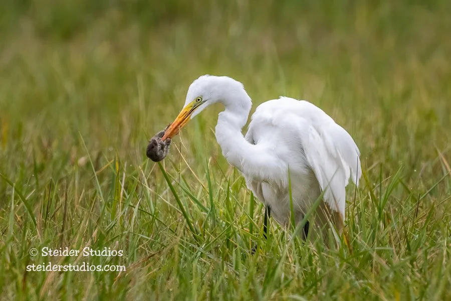 Steider Studios.Egret with Prey.10.29.20.jpg