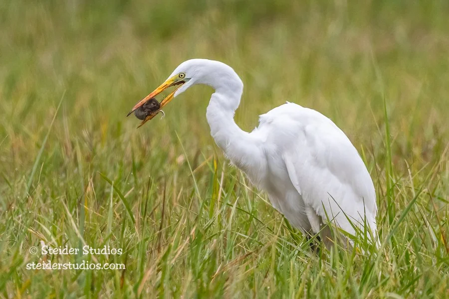 Steider Studios.Great Egret.10.29.20-2.jpg