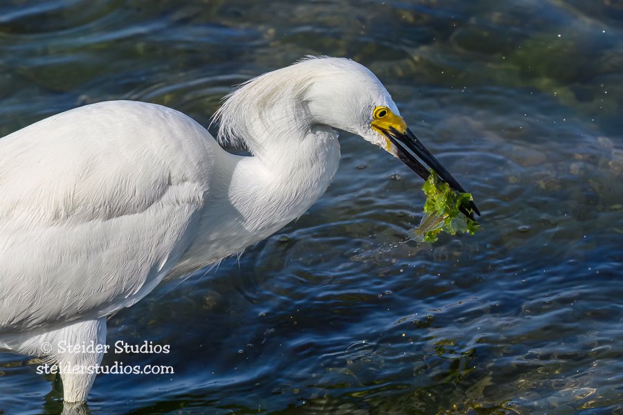 Steider Studios.Snowy Egret.6.17.23.jpg