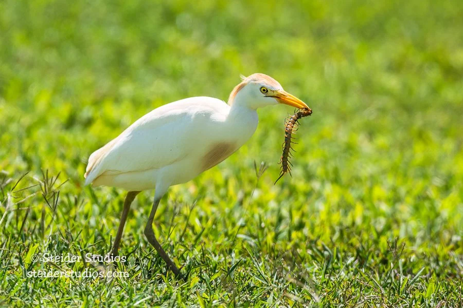 Steider Studios.Cattle Egret.5.29.16.jpg