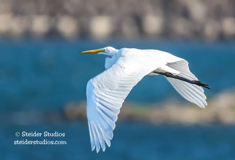 Steider Studios.Great Egret.9.13.15-2.jpg