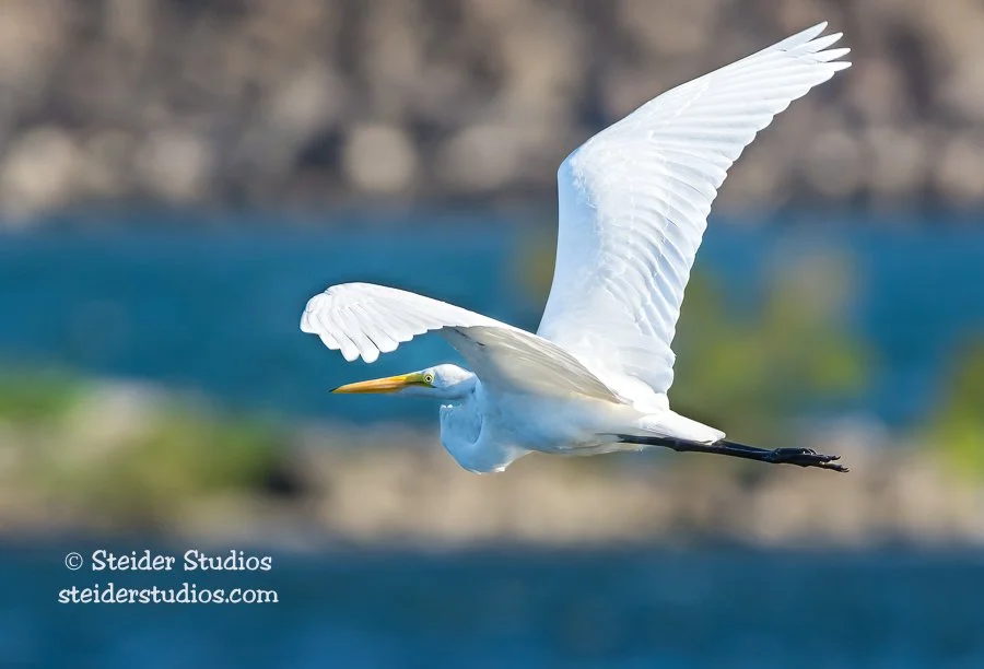 Steider Studios.Great Egret.9.13.15.jpg