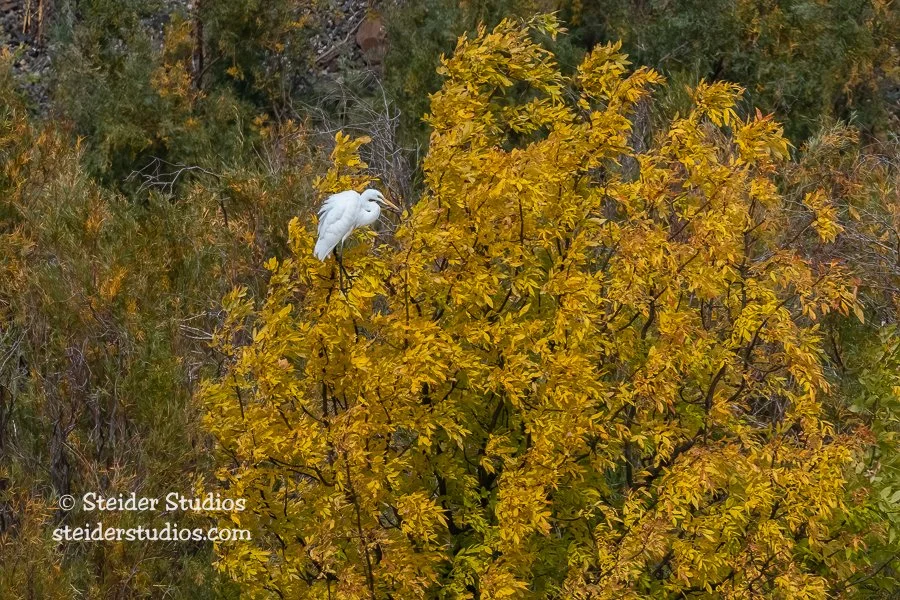 Steider Studios.Great Egret.Meyer SP.10.21.21.jpg