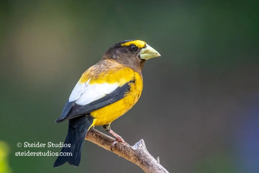 Steider Studios.Evening Grosbeak.5.8.19.jpg