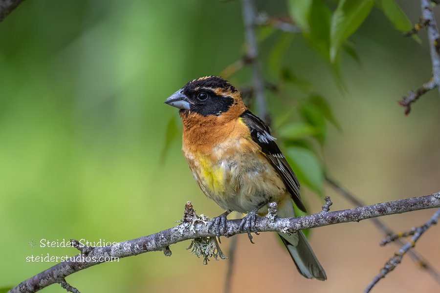 Steider Studios.Black-headed Grosbeak.6.16.22.jpg